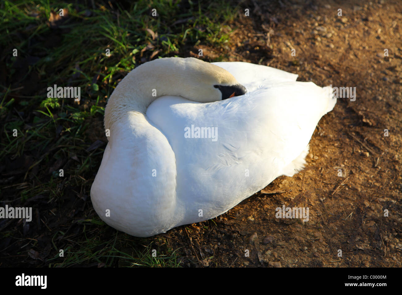 The Sleeping Swans >> Sleeping Swan Stock Photo 34420756 Alamy The Sleeping Swans >> Sleeping Swan Stock Photo 34420756 Alamy