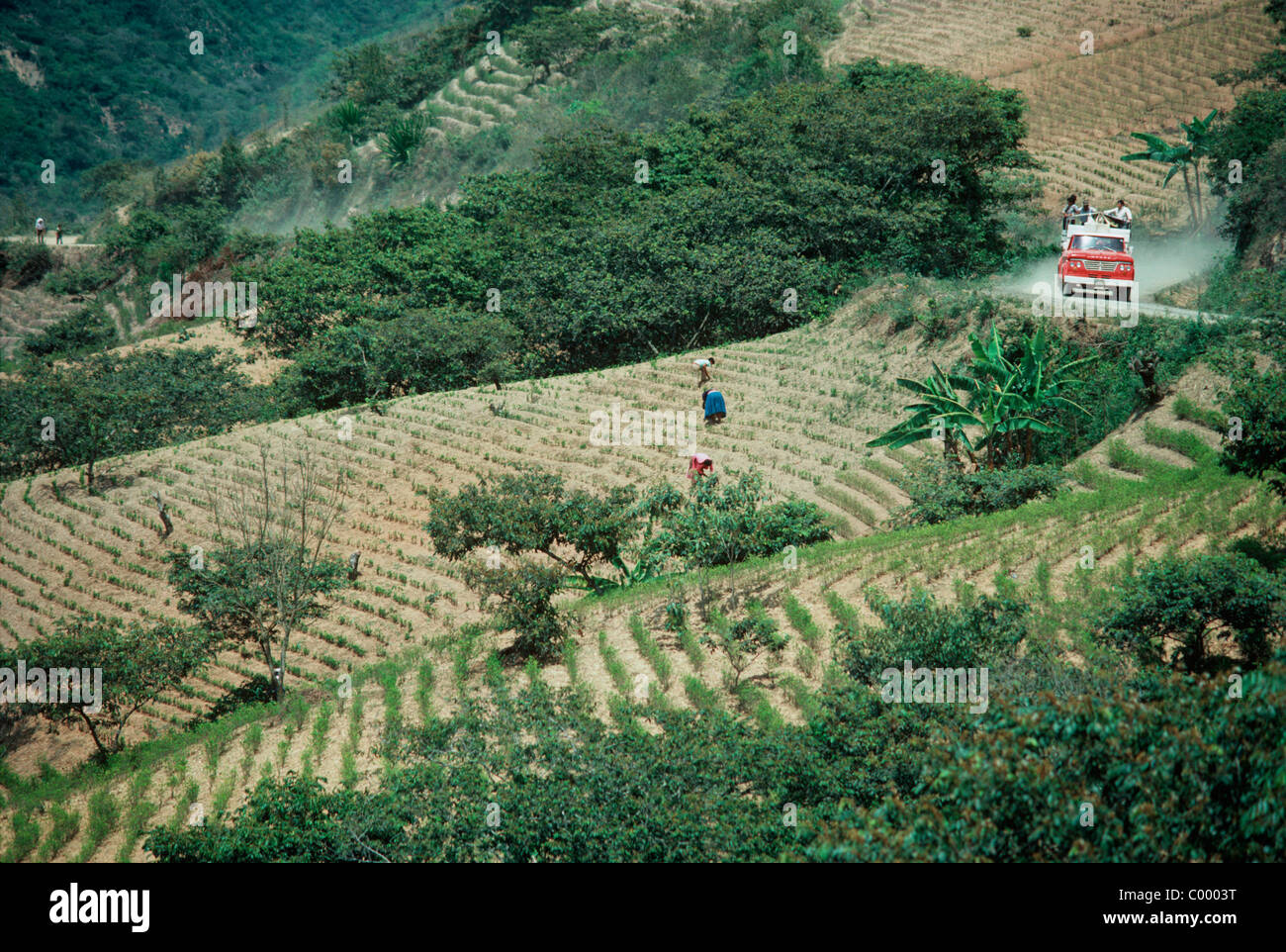 Coca farmers tending to coca fields. Yungas, Bolivia Stock Photo