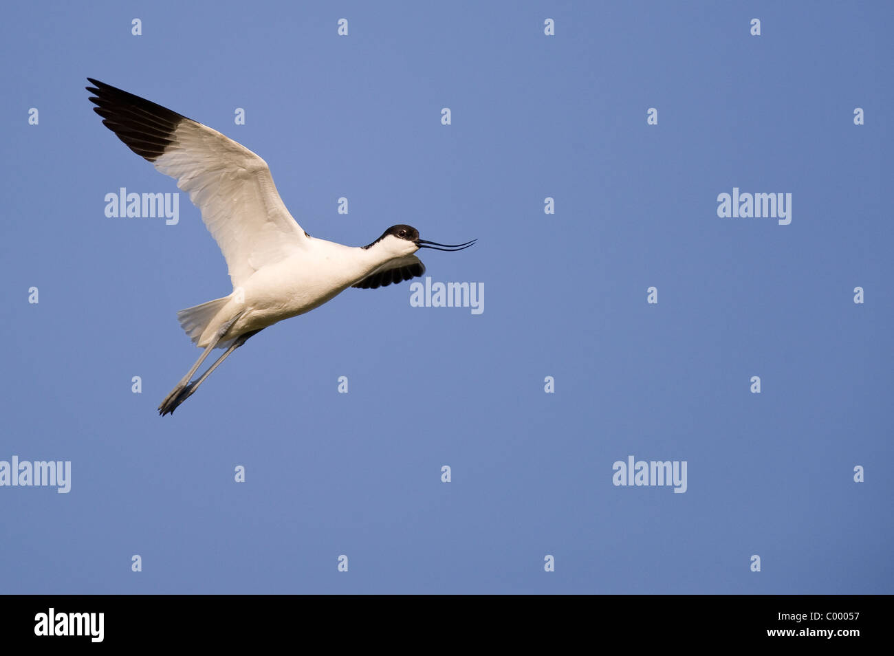 Recurvirostra avosetta, pied avocet bird, wadden sea, north germany Stock Photo