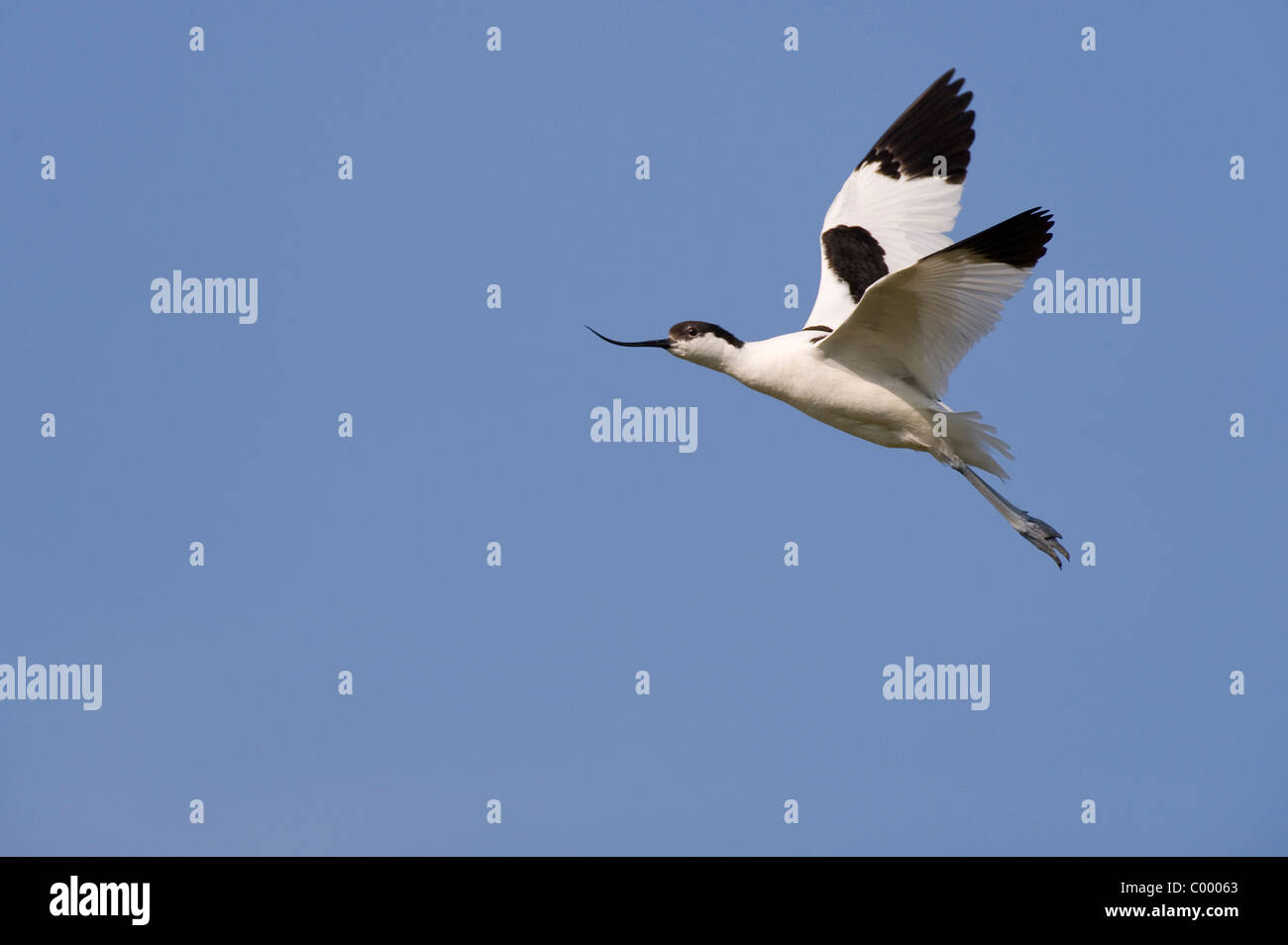Recurvirostra avosetta, pied avocet bird, wadden sea, north germany Stock Photo