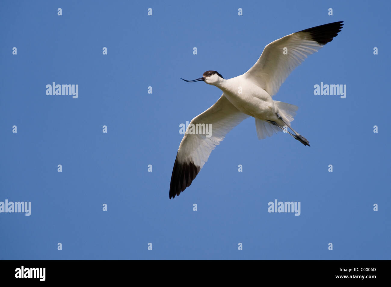 Avocet Bird Stock Photos & Avocet Bird Stock Images Alamy