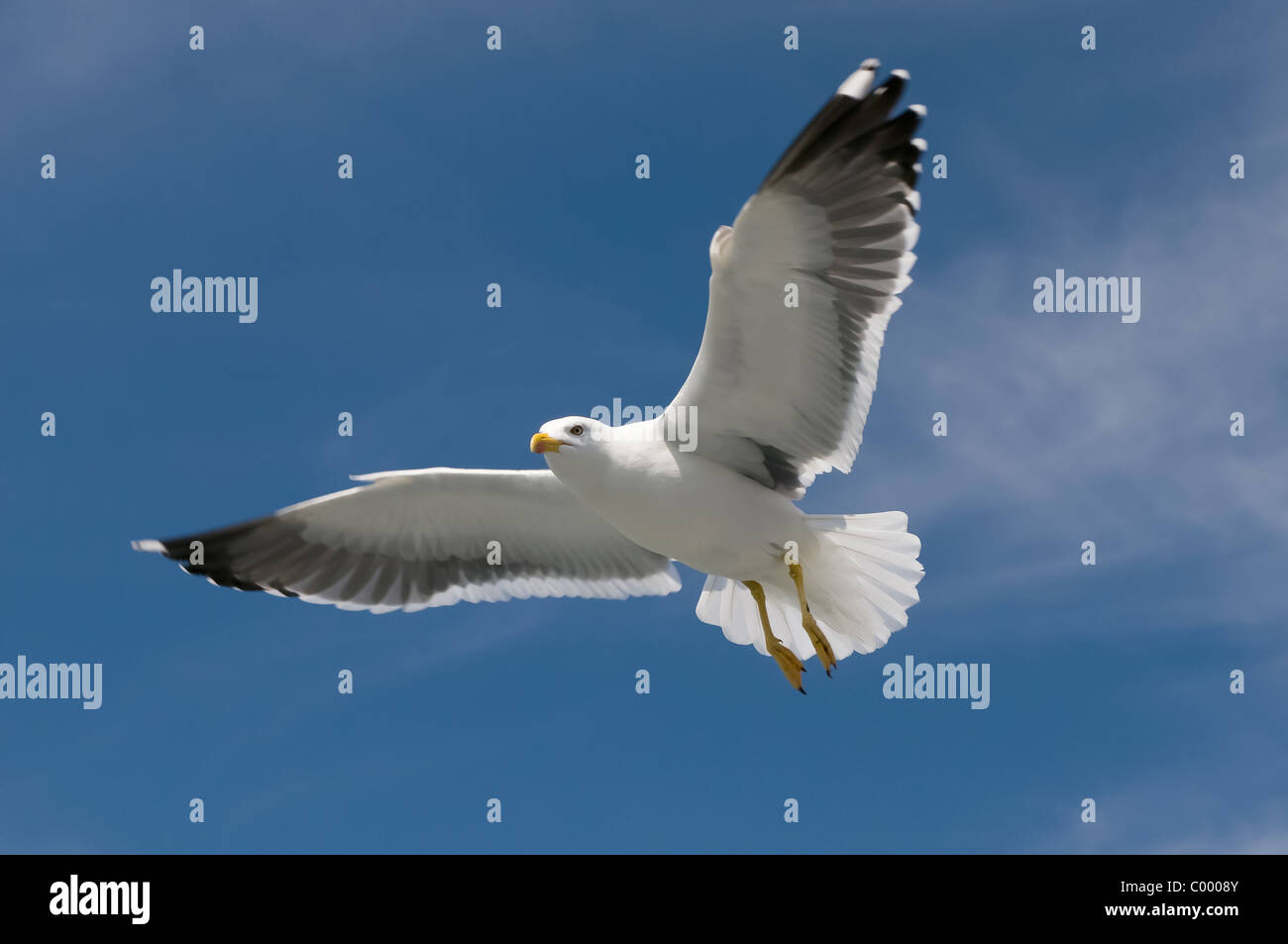 flying lesser black-backed gull [Larus fuscus] at the german baltic sea, ruegen island Stock Photo