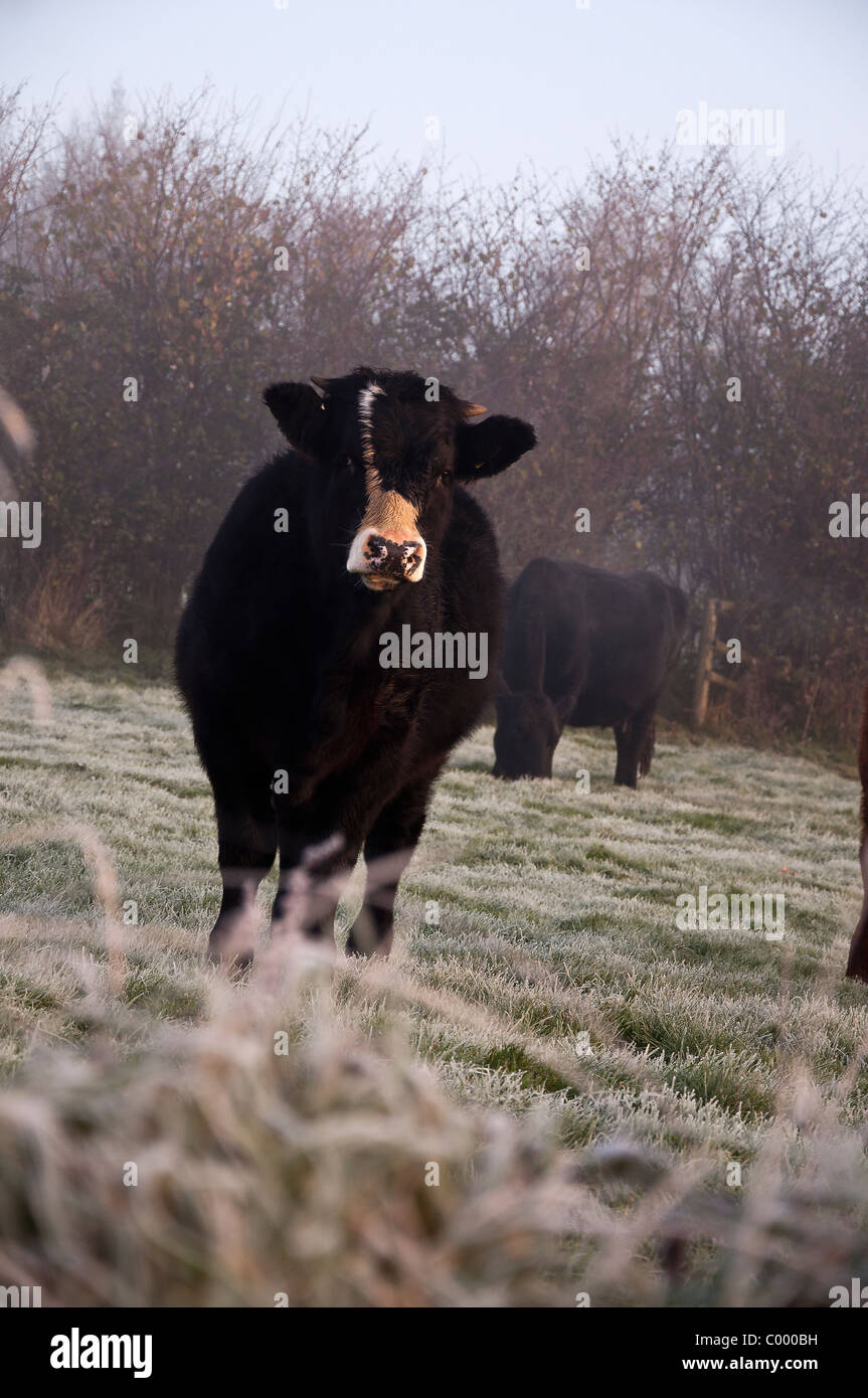 cow frost misty heifer bull bullock winter countryside Stock Photo