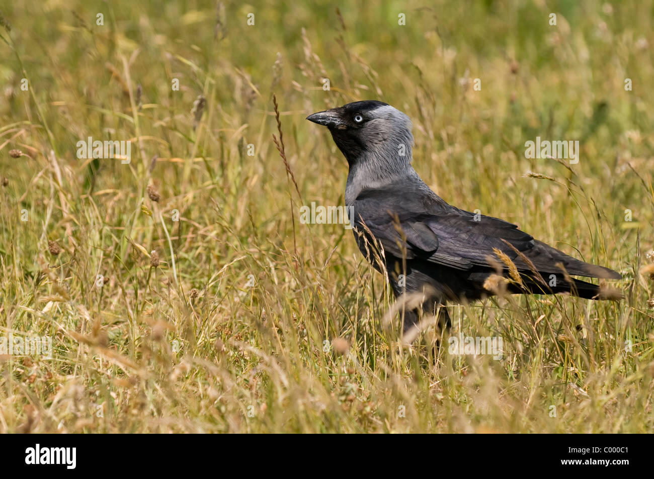 Jackdaw daw Dohle Corvus monedula Stock Photo