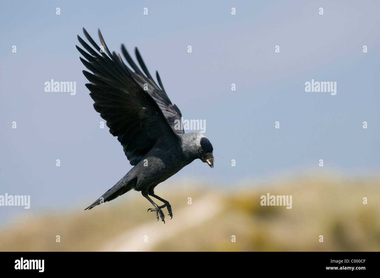 Jackdaw daw Dohle Corvus monedula Stock Photo