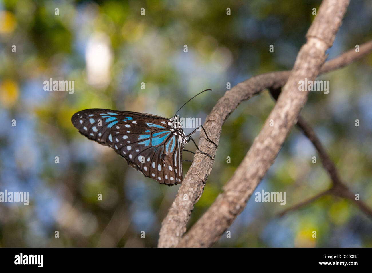 Blue Tiger Butterfly (Tirumala hamata) on twig in butterfly sanctuary, Magnetic Island, Townsville, Queensland, Australia. Stock Photo