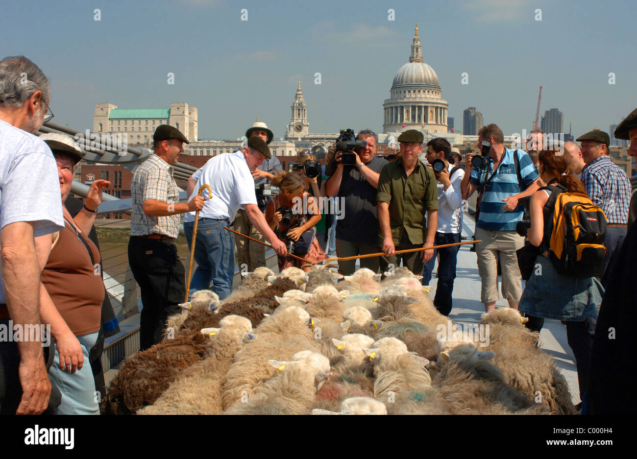 Sheep travel across the Millennium bridge Stock Photo