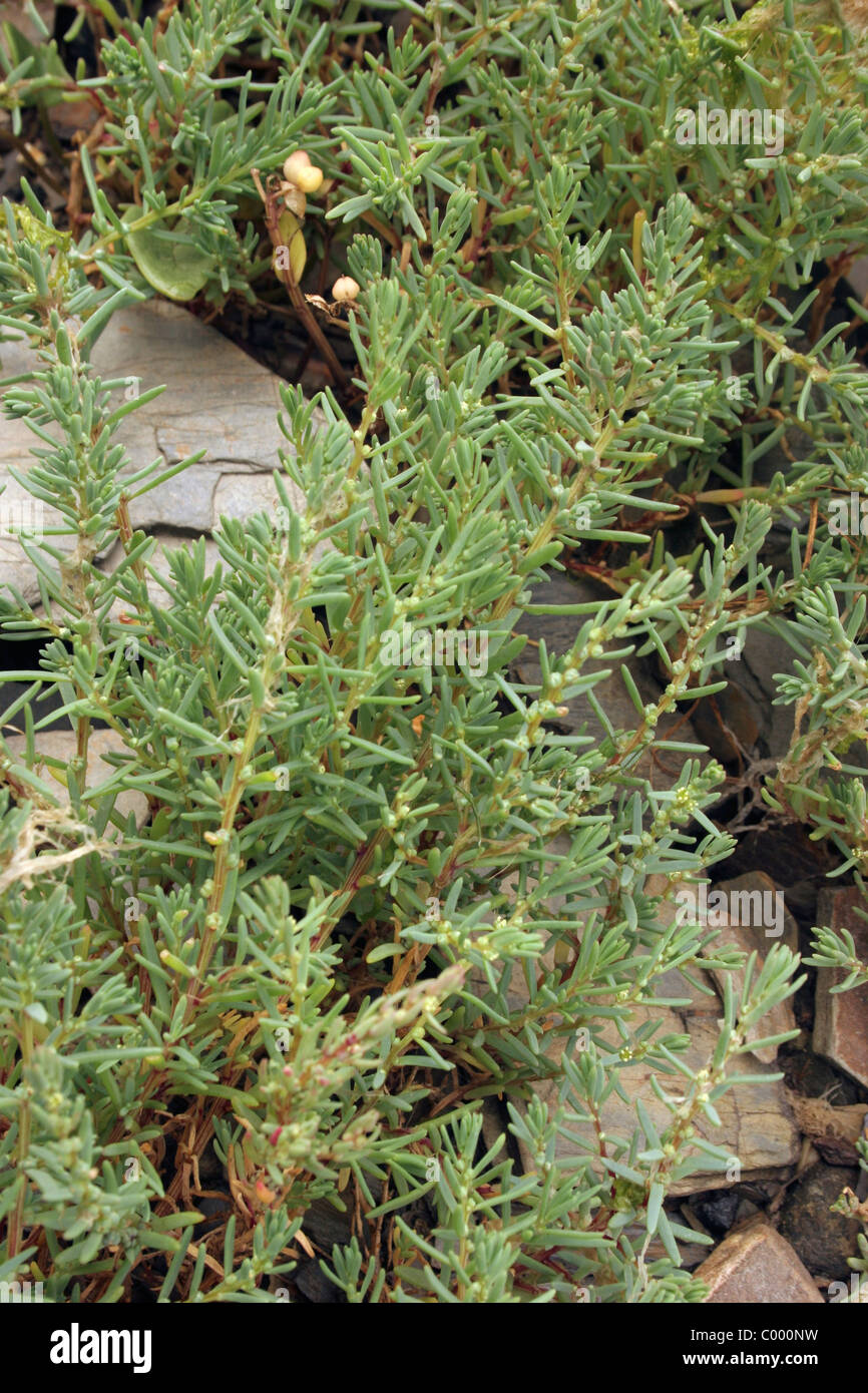 Annual sea-blite (Suaeda maritima : Chenopodiaceae), in saltmarsh, UK. Stock Photo