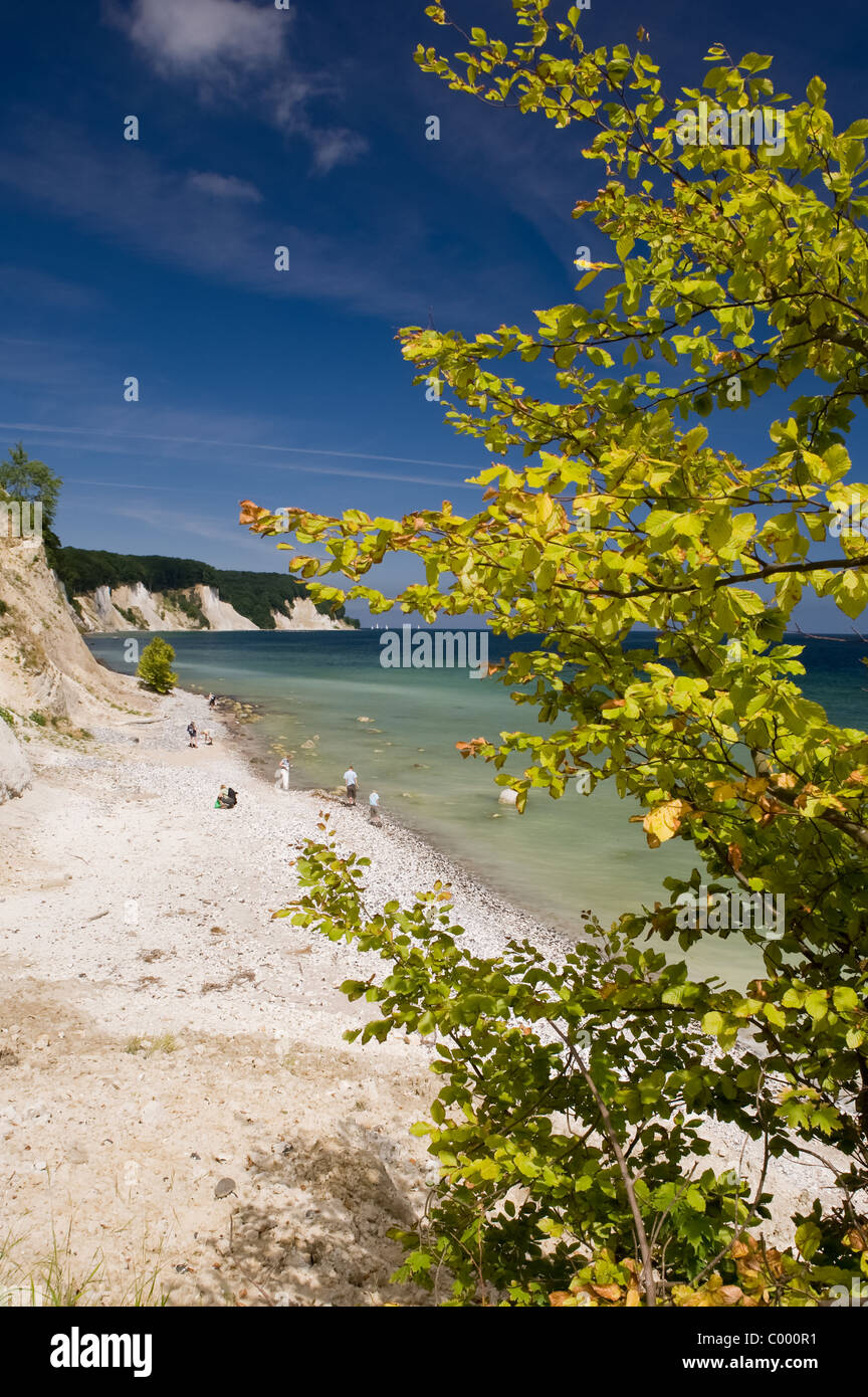 Nationalpark Jasmund Ostsee Ruegen chalk cliff Stock Photo