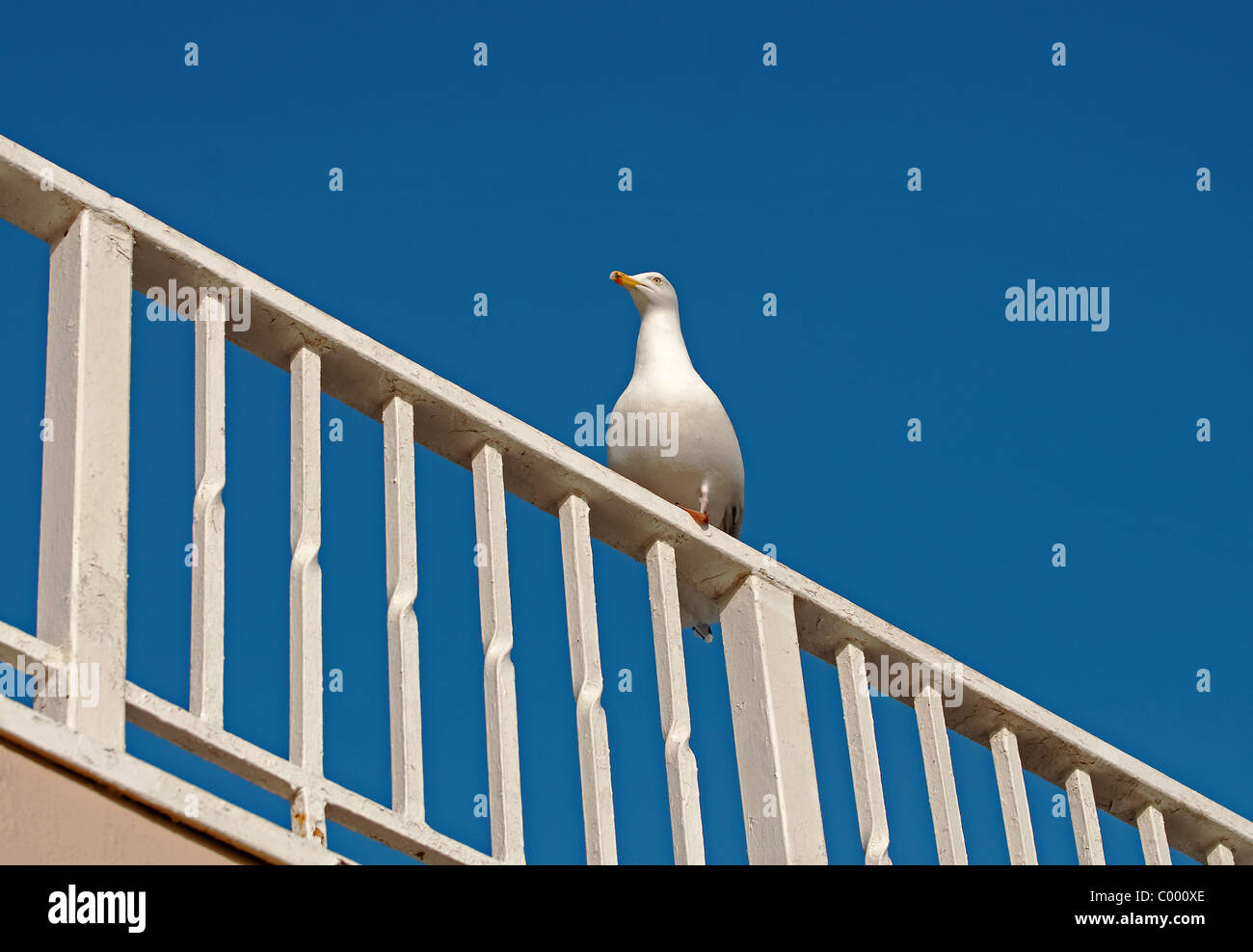 Herring Gull on white railings Stock Photo Alamy