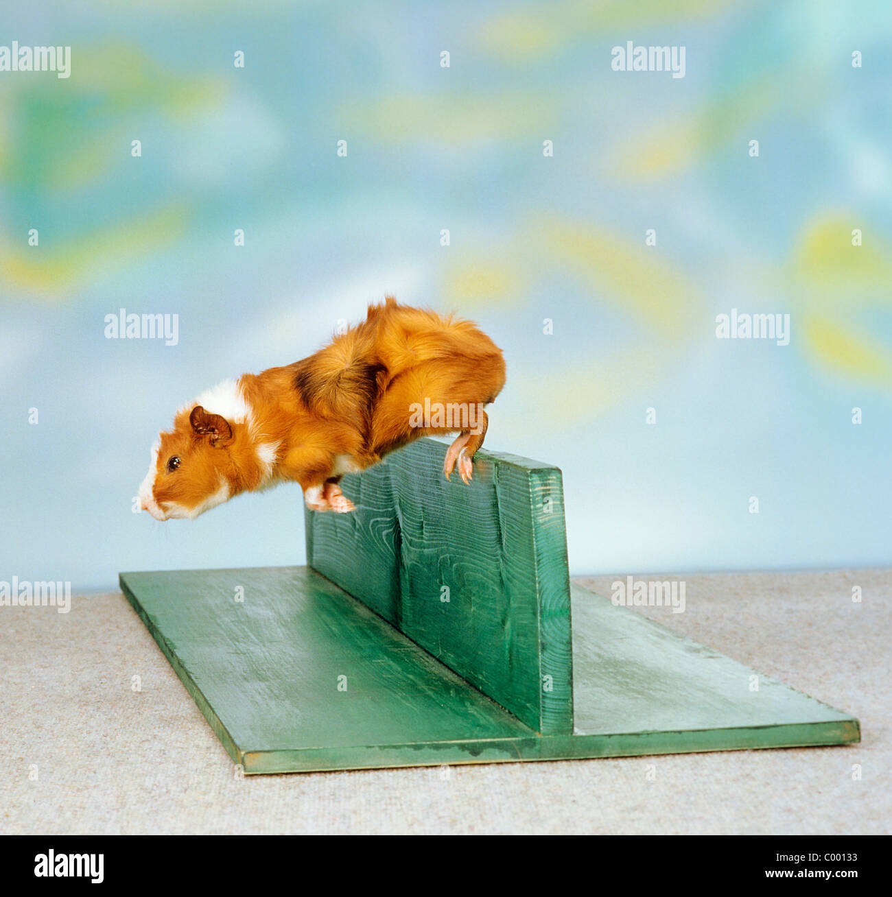 Rosette guinea pig jumping over hurdle Stock Photo