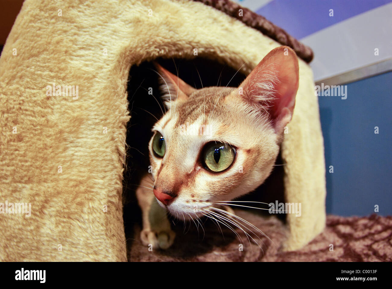 Funny Fisheye Business Cat Stock Photo - Download Image Now - Domestic Cat,  Fish-Eye Lens, Animal - iStock