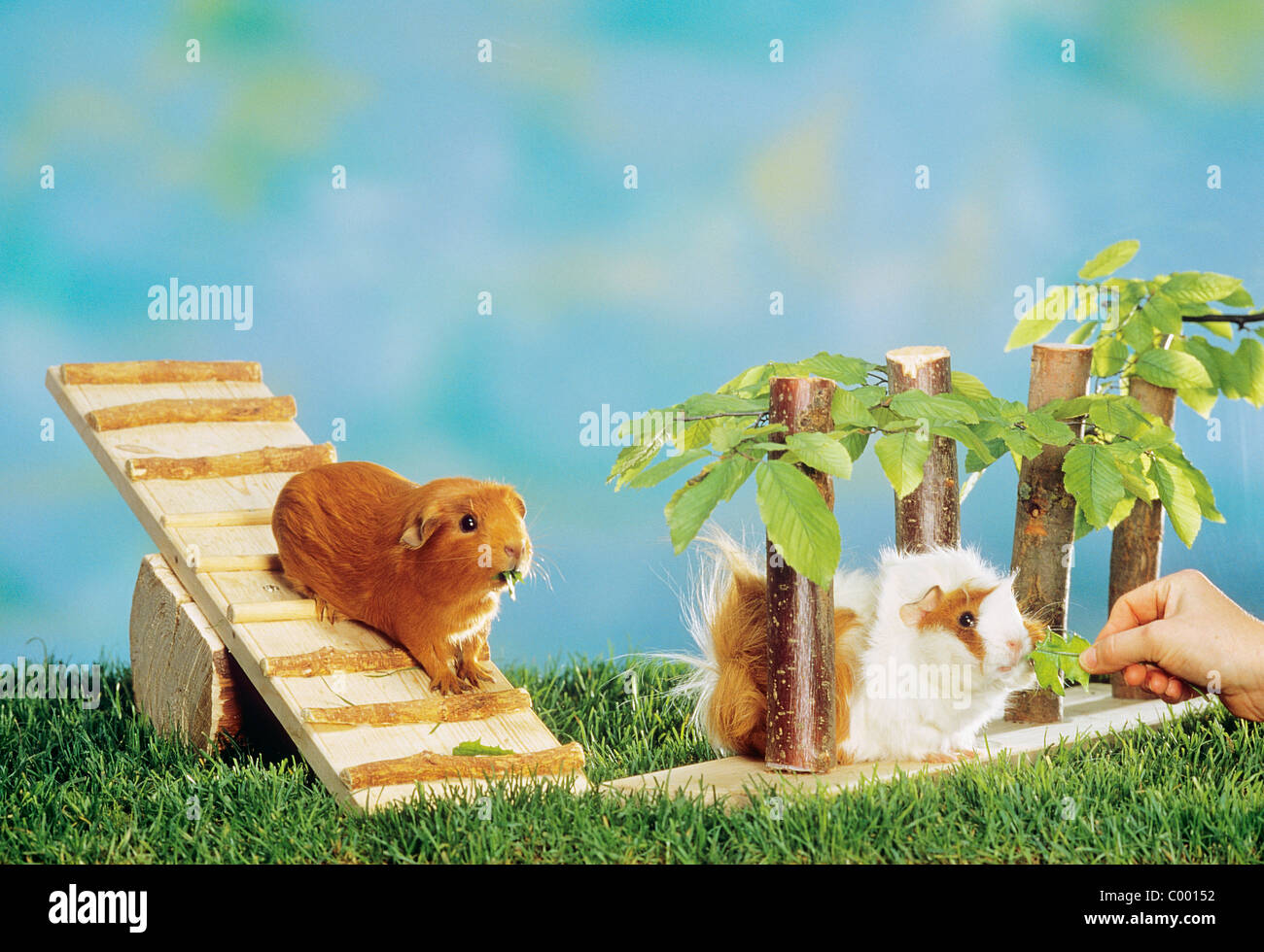Guinea pig playground 2025