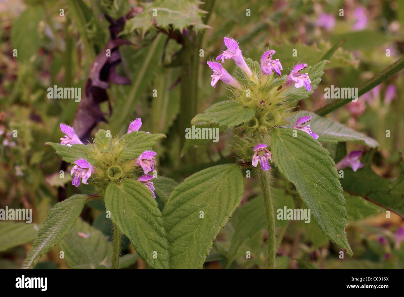 Common hemp-nettle (Galeopsis tetrahit : Lamiaceae), UK. Stock Photo