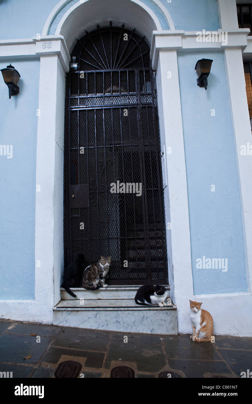 Feral cats gather in a doorway of Old San Juan, Puerto Rico Stock Photo