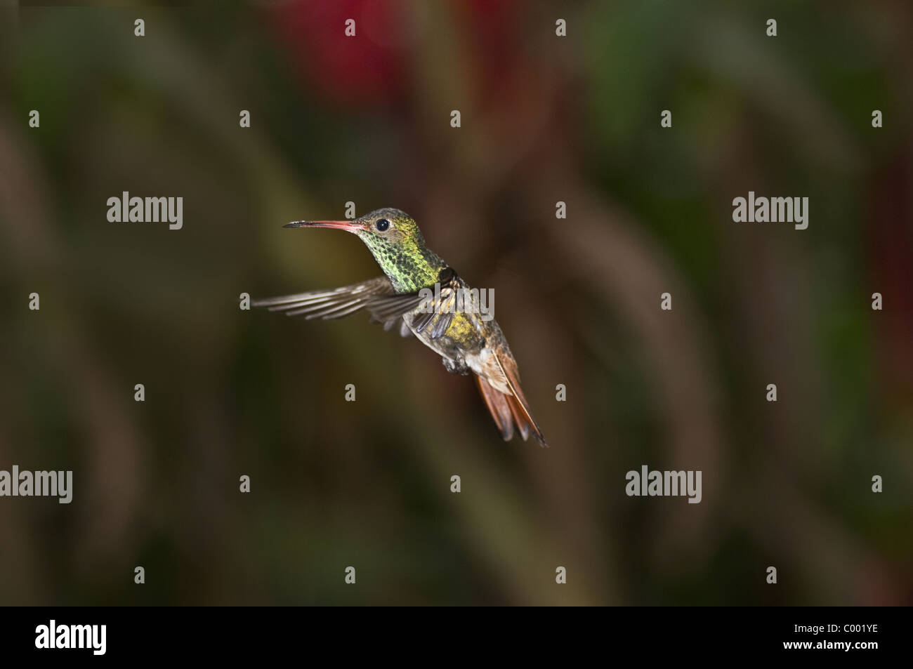 Hummingbird, Mid flight, Mindo, Ecuador. Stock Photo