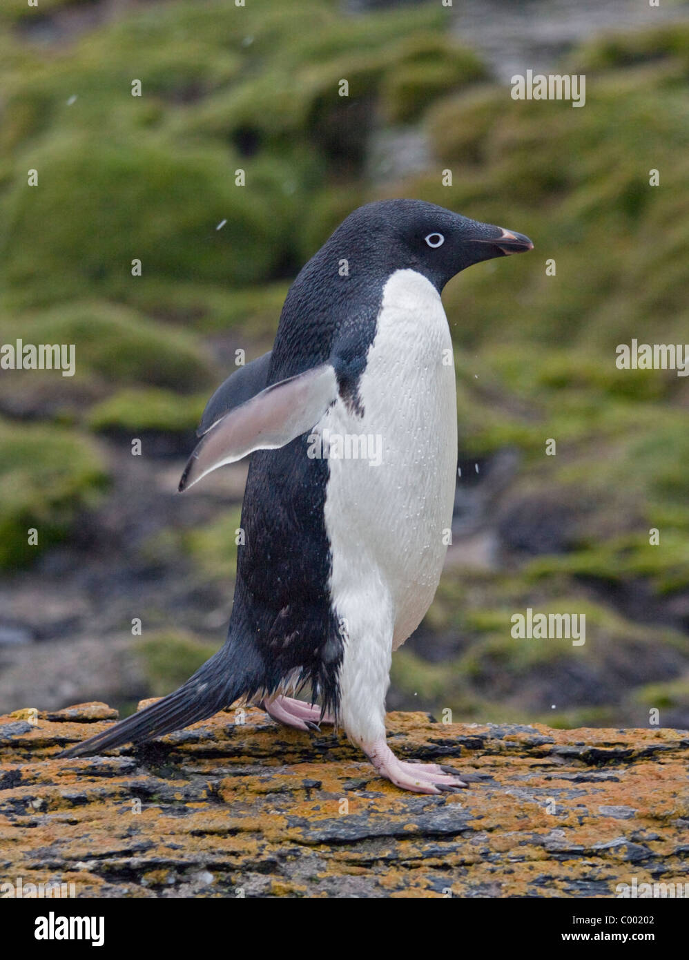 Adelie Penguin (pygoscelis adeliae), Shingle Cove, Coronation Island, South Orkneys Stock Photo