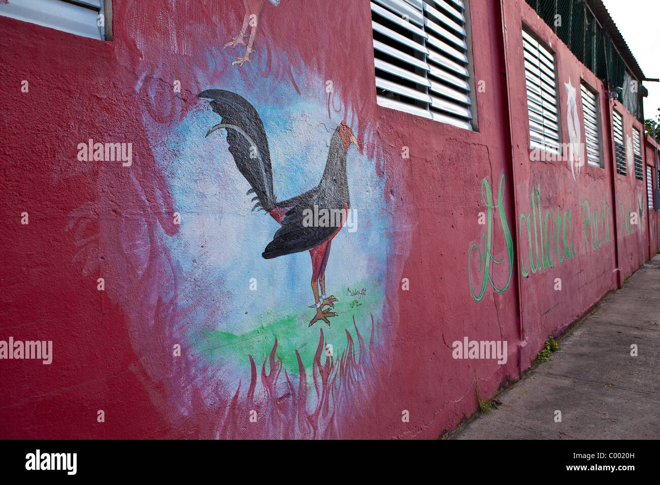 Puerto Real Galleria Cockfighting Arena On Vieques Island Puerto Rico puerto-real-galleria-cockfighting-arena-on-vieques-island-puerto-rico