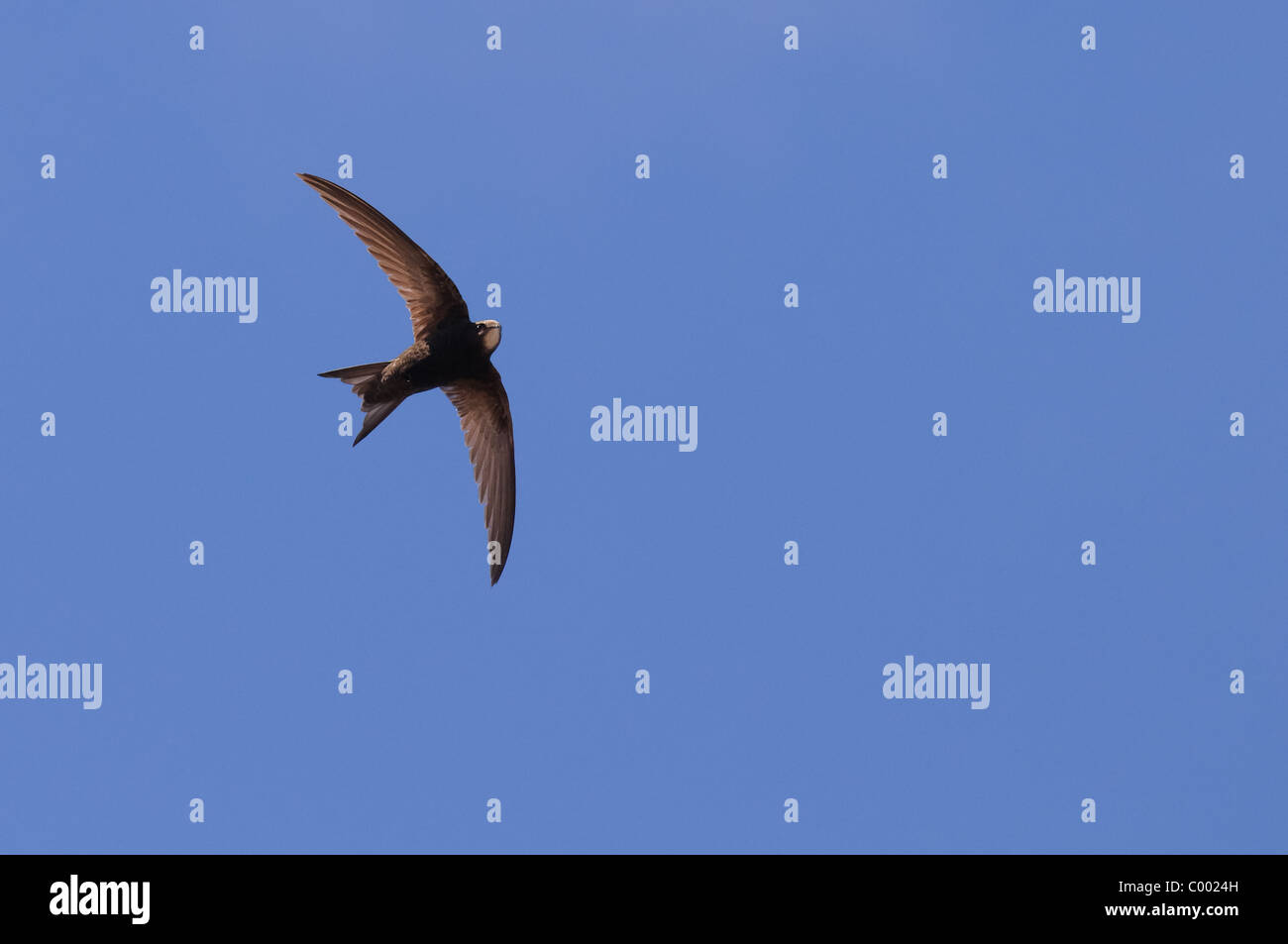 flying common swift or black martin Apus apus Stock Photo