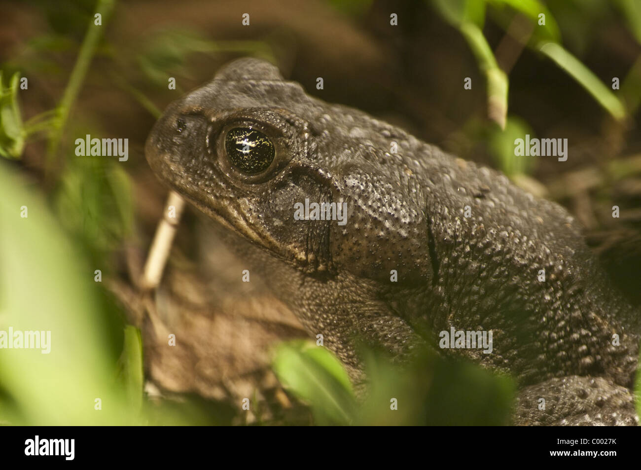 Frogs and Toads in the Amazon have declined dramatically in recent years do to a deadly and contagious virus. Stock Photo