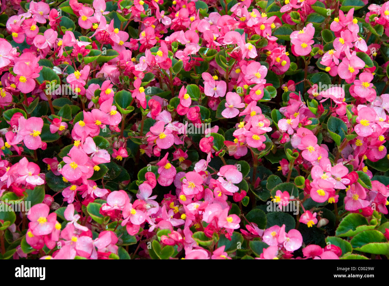 Begonia flowering plant in Luxembourg City, Luxembourg. Stock Photo