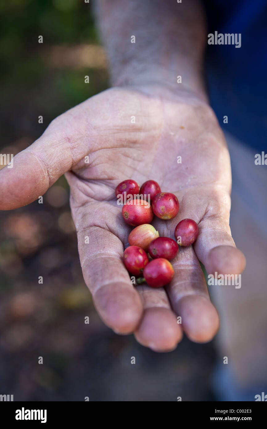 Coffee production at the Sandra Farms plantation in Adjuntas, Puerto