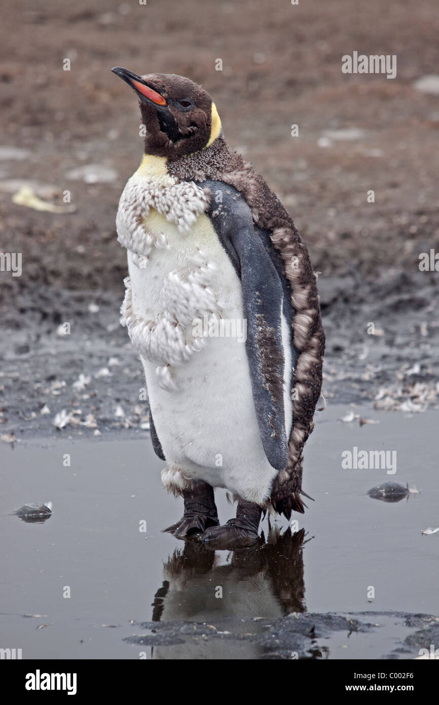King Penguin (aptenodytes patagonicus) moulting, Salisbury Plain, South Georgia Stock Photo