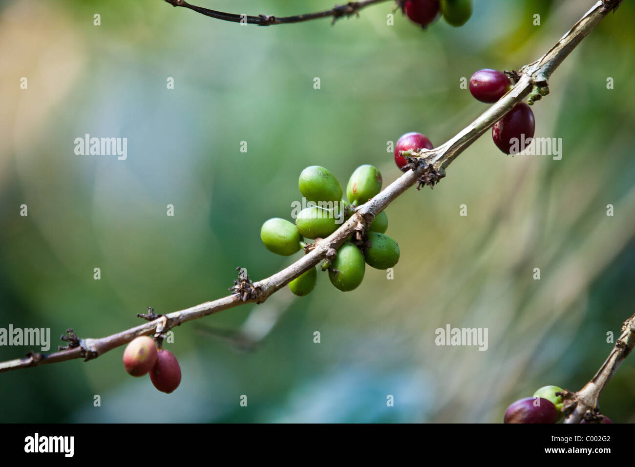 Coffee berries growing at the Sandra Farms plantation in Adjuntas