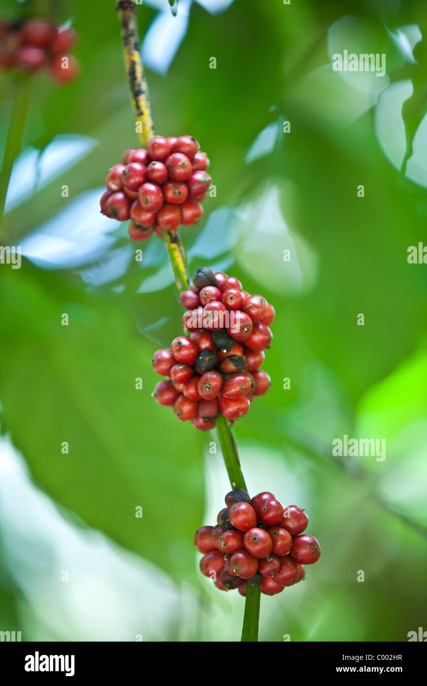 Coffee berries growing at the Sandra Farms plantation in Adjuntas