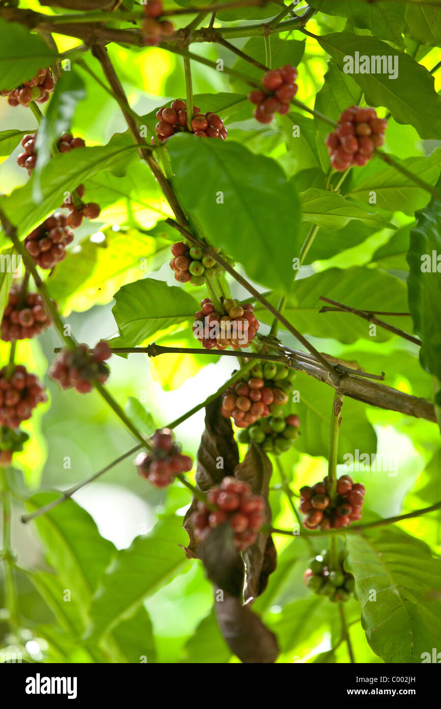 Coffee berries growing at the Sandra Farms plantation in Adjuntas, Puerto Rico. Stock Photo