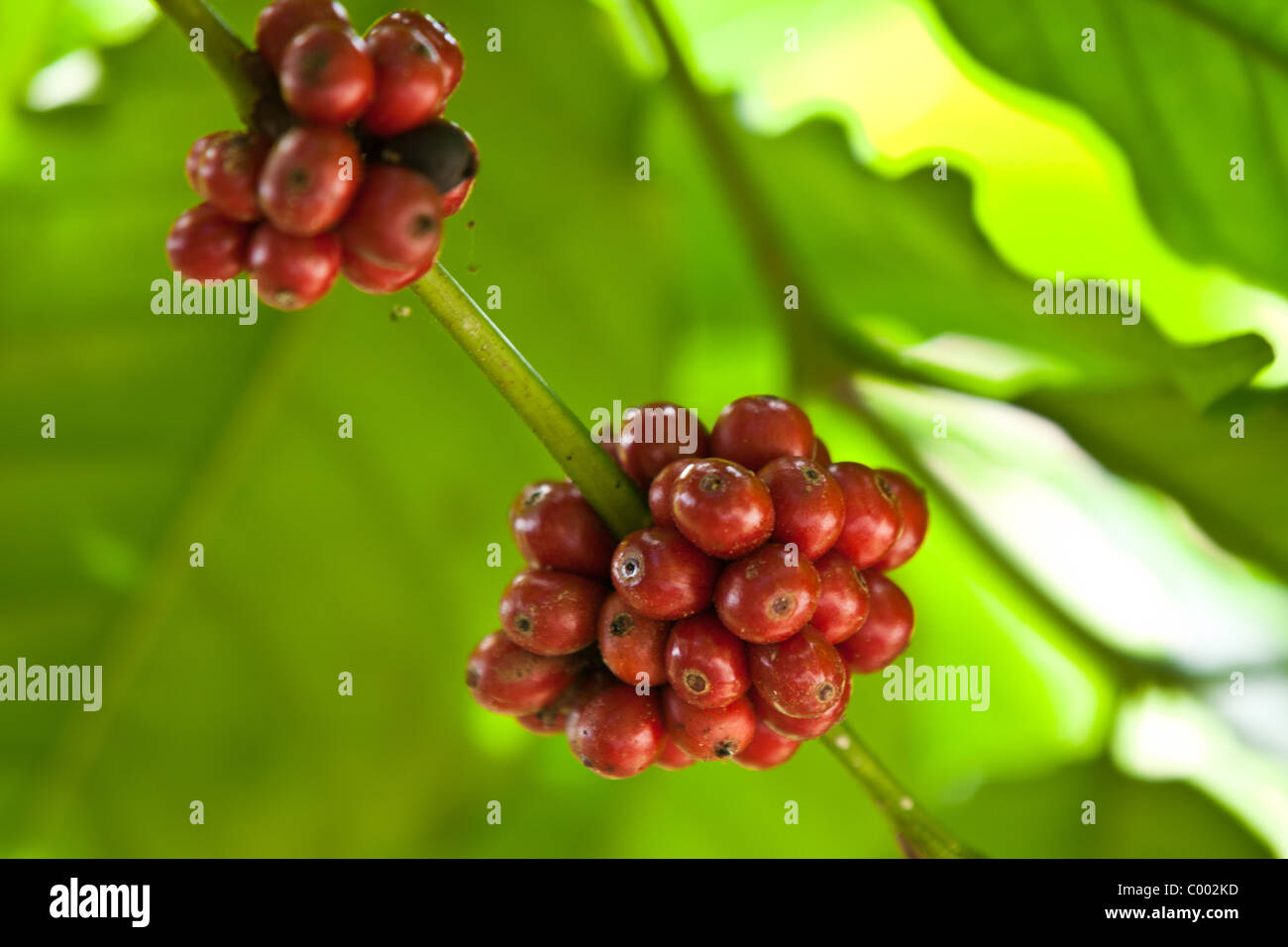 Puerto rico coffee plantation hires stock photography and images Alamy