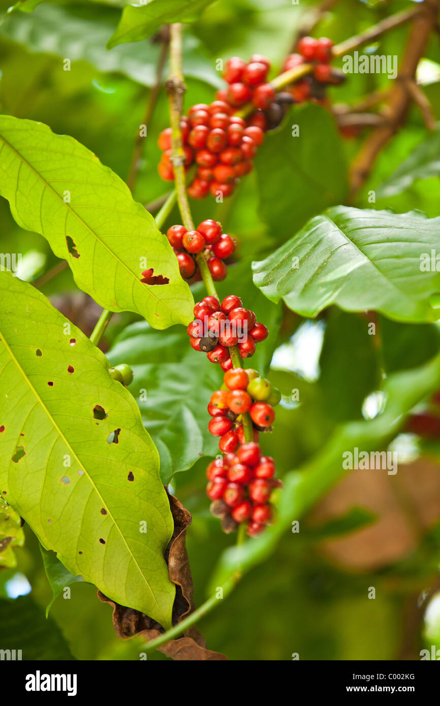Coffee berries growing at the Sandra Farms plantation in Adjuntas
