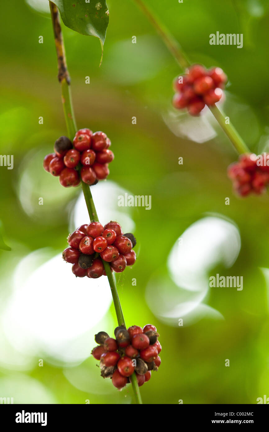 Puerto rico coffee plantation hires stock photography and images Alamy