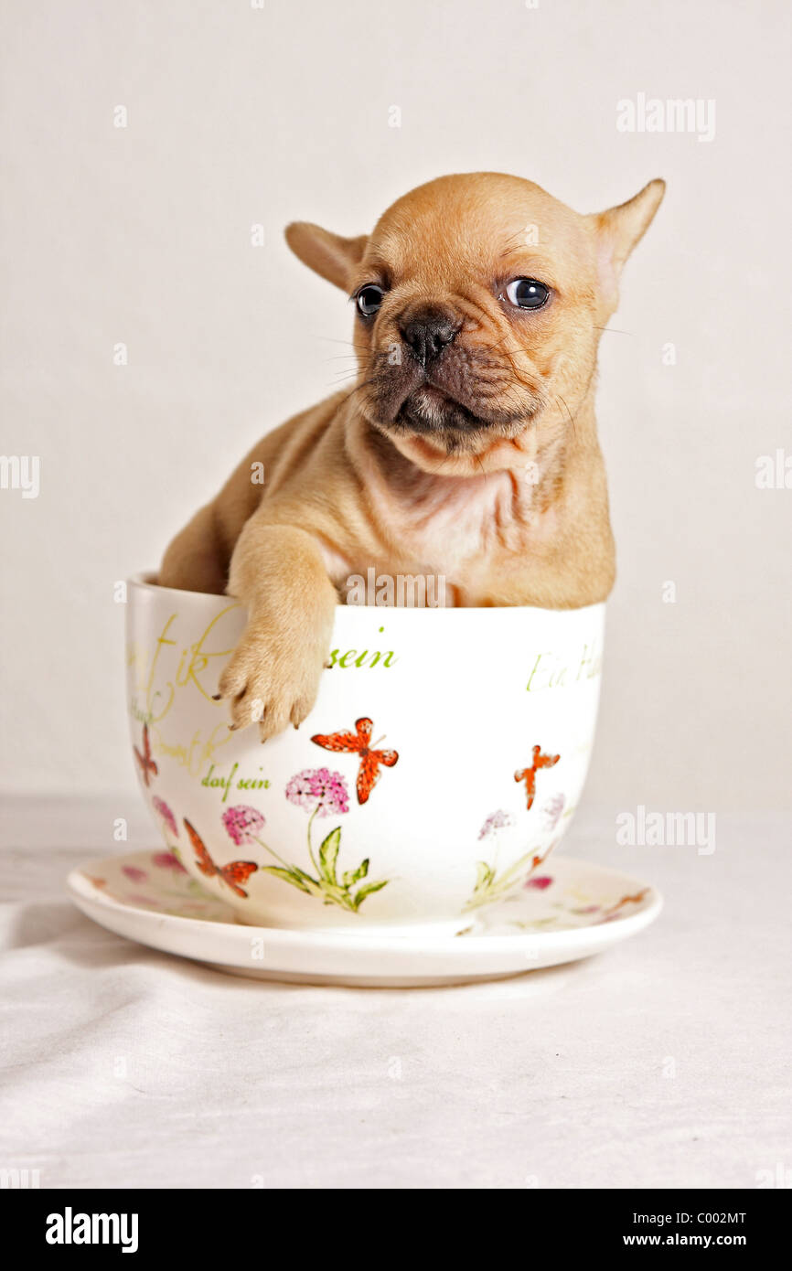 Dog in store the cup