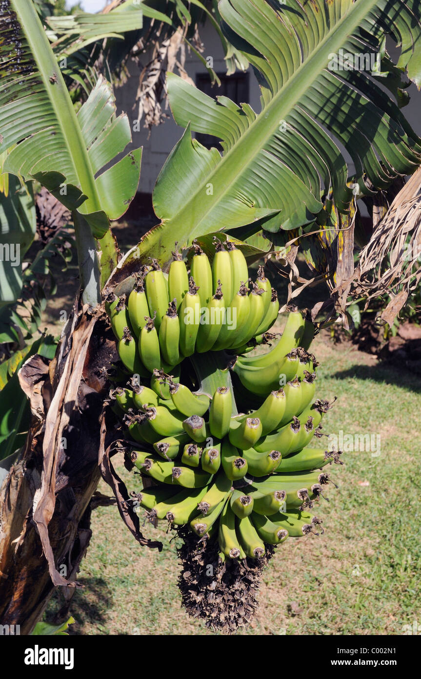 Banana Stem High Resolution Stock Photography and Images Alamy