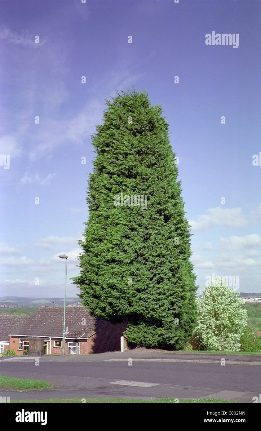 Leyland Cypress Tree ( Cupressocyparis leylandii ) in a suburban front garden, UK Stock Photo