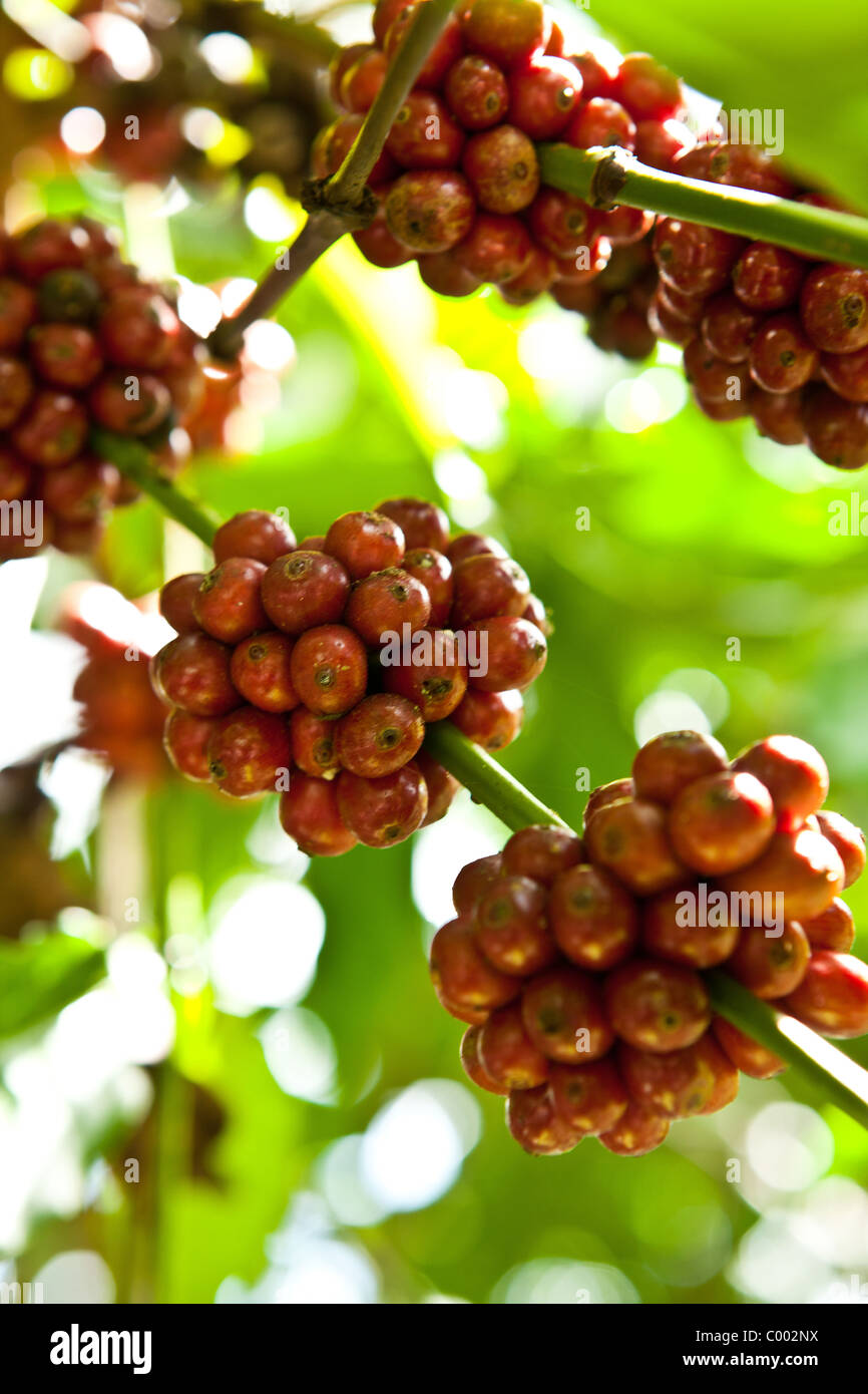 Coffee berries growing at the Sandra Farms plantation in Adjuntas
