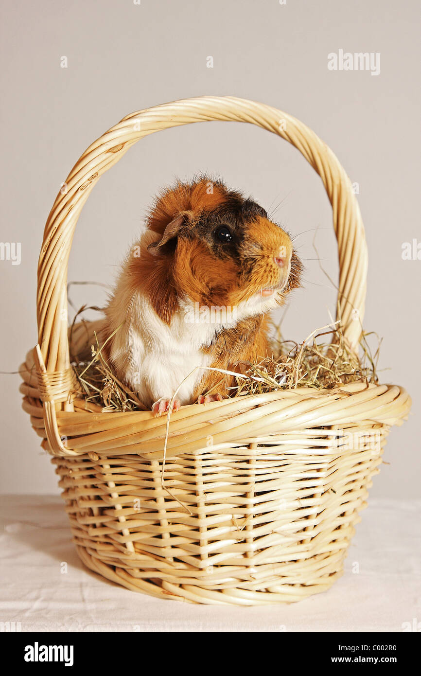 guinea pig in basket Stock Photo Alamy