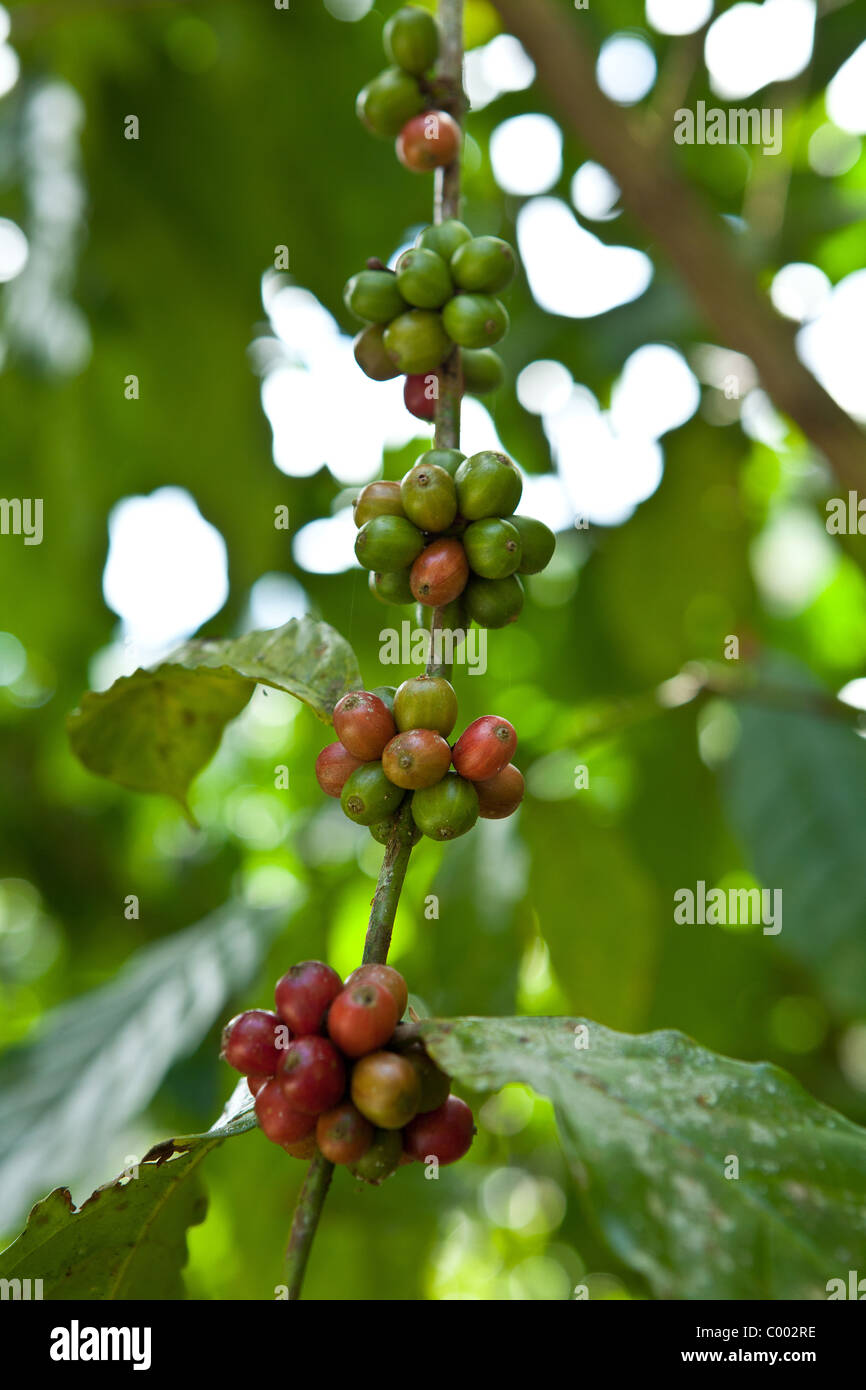 Coffee berries growing at the Sandra Farms plantation in Adjuntas
