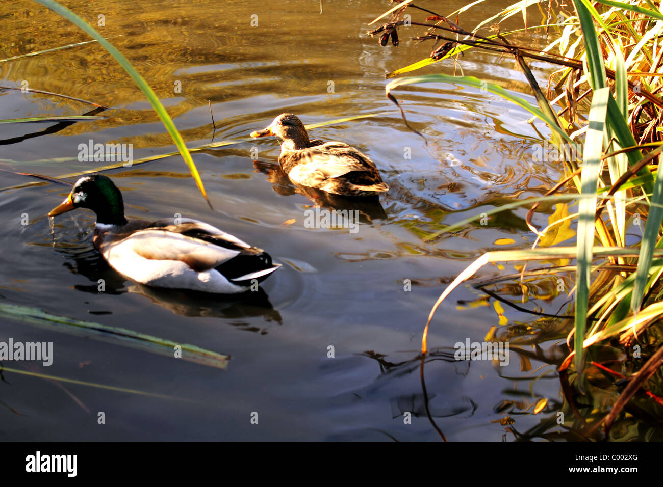 Two Mallard ducks swimming in an English pond Stock Photo