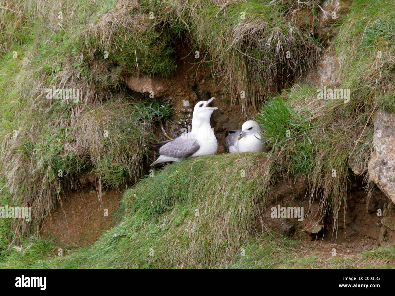 Northern Fulmar, Fulmarus glacialis, Procellariidae, Procellariiformes. Regurgitating Food for Mate Sitting on Nest. Stock Photo