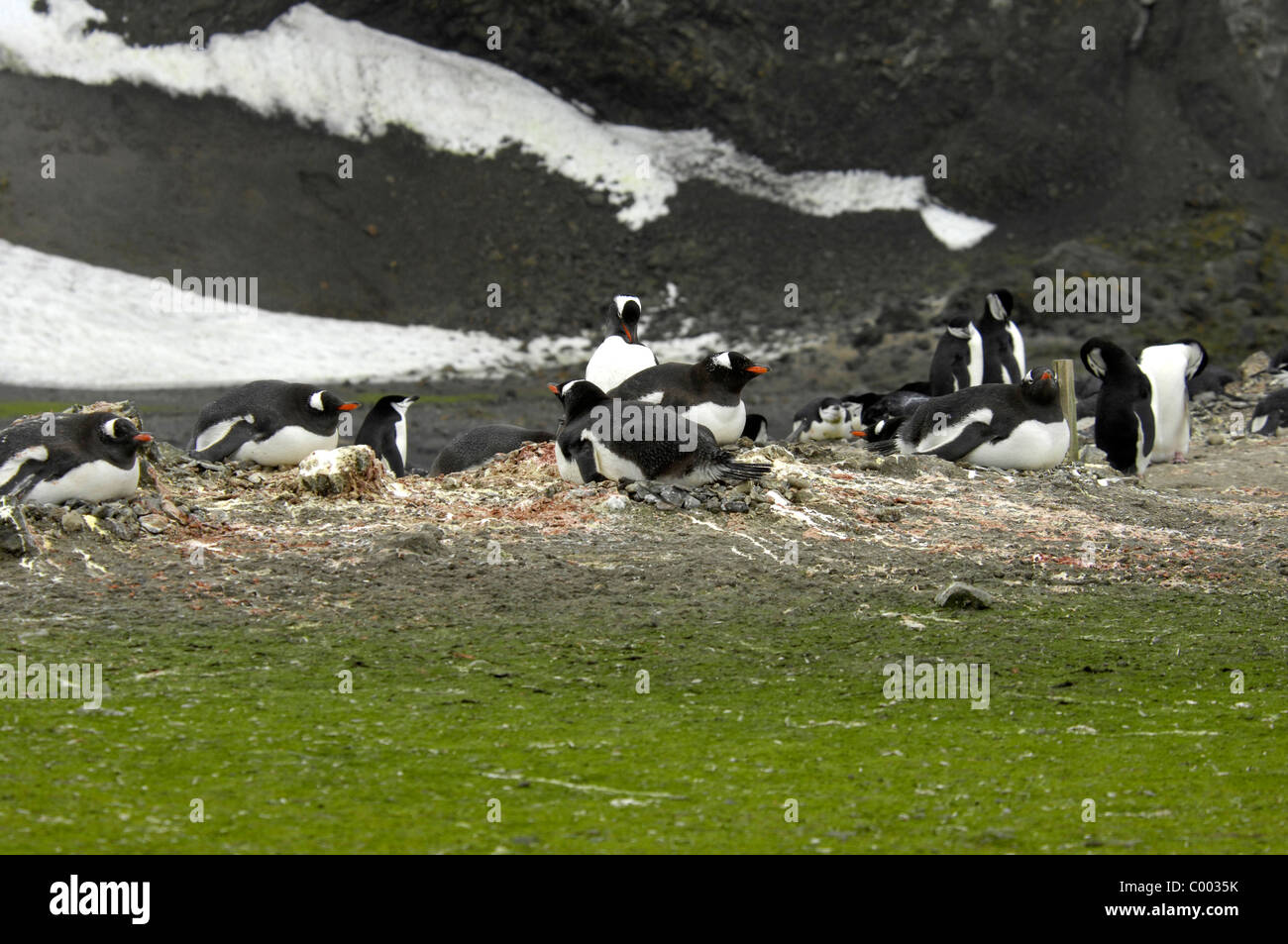 Incubating Gentoo penguins Pygoscelis papua on Barrientos Island, Aitcho Group, South Shetland Islands, Antarctica Stock Photo