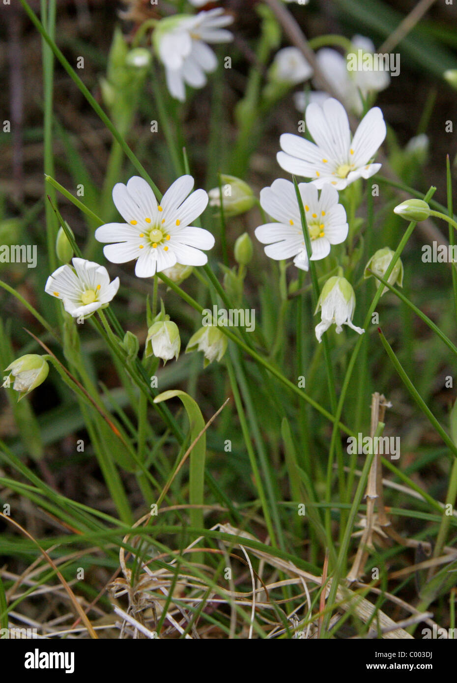 Greater Stitchwort, Adders Meat, Satin Flower or Great Starwort, Stellaria holostea, Caryophyllaceae. Cornwall, Britain, UK. Bri Stock Photo