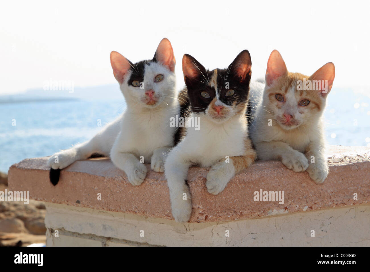 three young domestic cats on wall Stock Photo Alamy