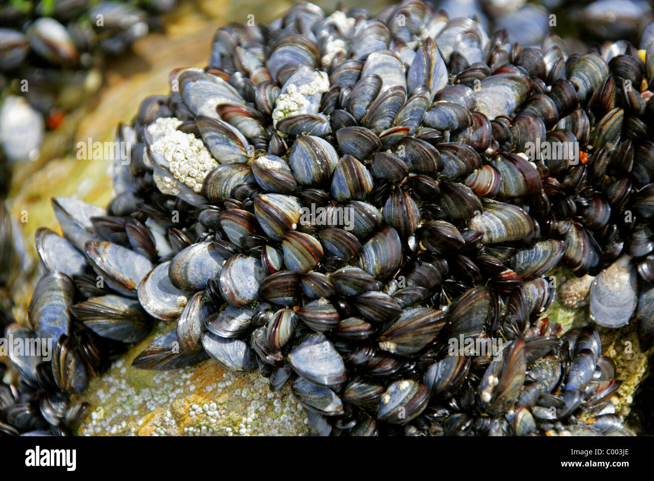 Blue Mussels, Mytilus edulis, Mytilidae, Bivalvia, Mollusca, in the