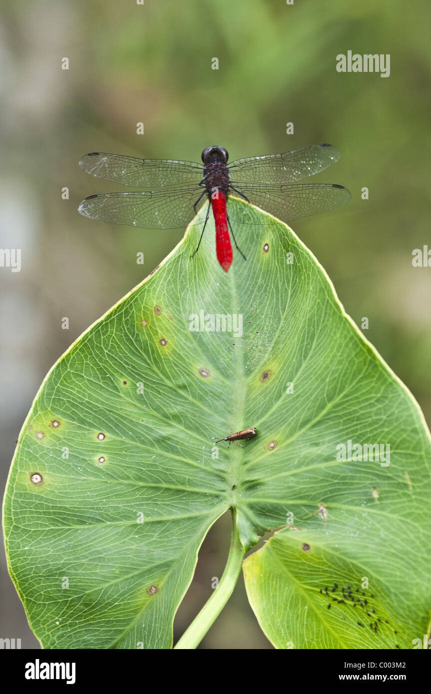 Amazon jungle insects hi-res stock photography and images - Alamy