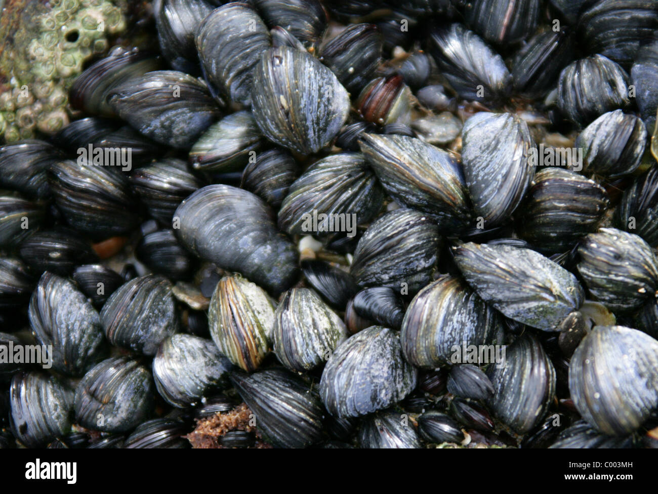 Blue Mussels, Mytilus edulis, Mytilidae, Bivalvia, Mollusca, in the