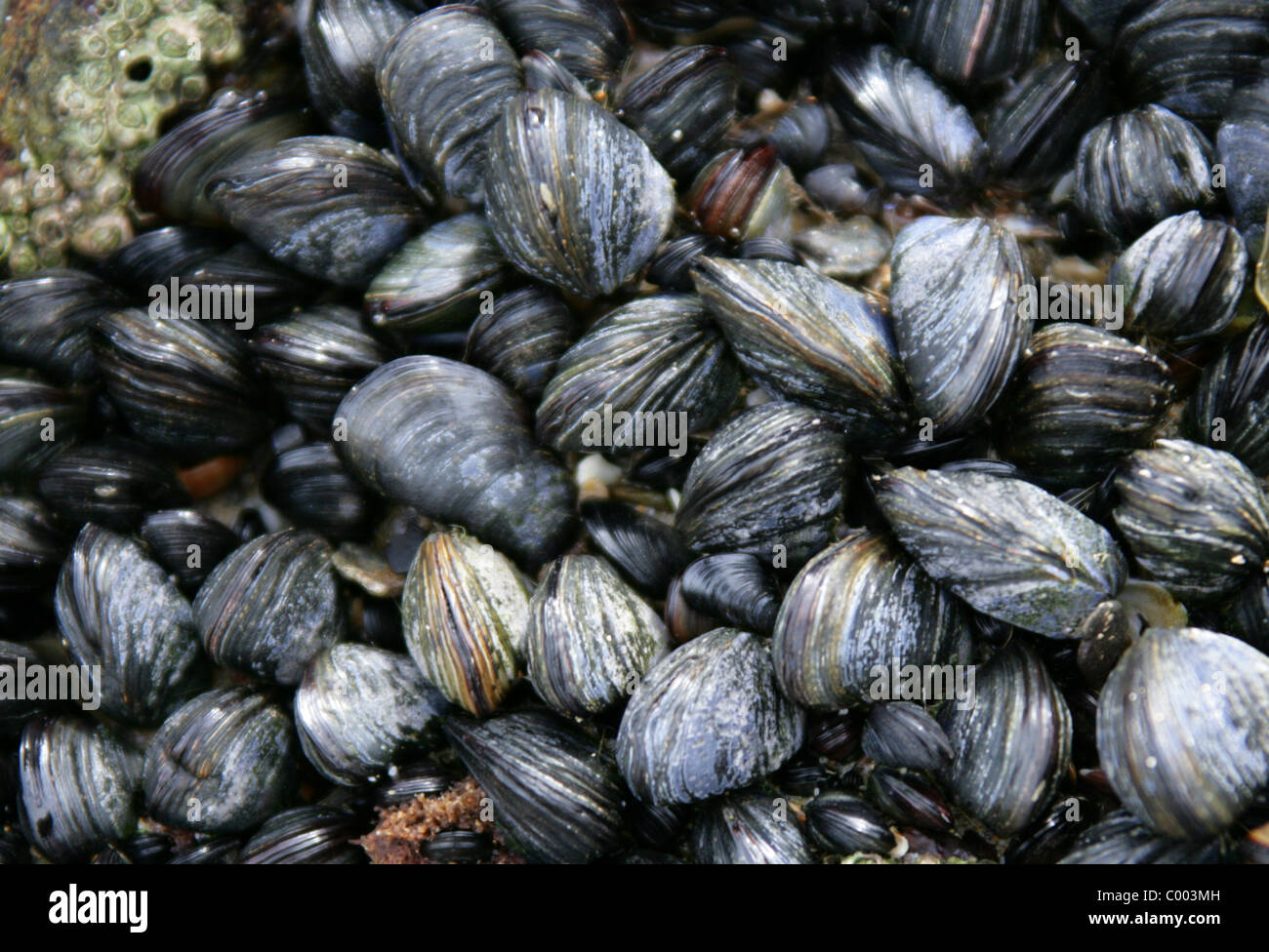 Blue Mussels, Mytilus edulis, Mytilidae, Bivalvia, Mollusca, in the Intertidal Zone in Cornwall, England. Stock Photo