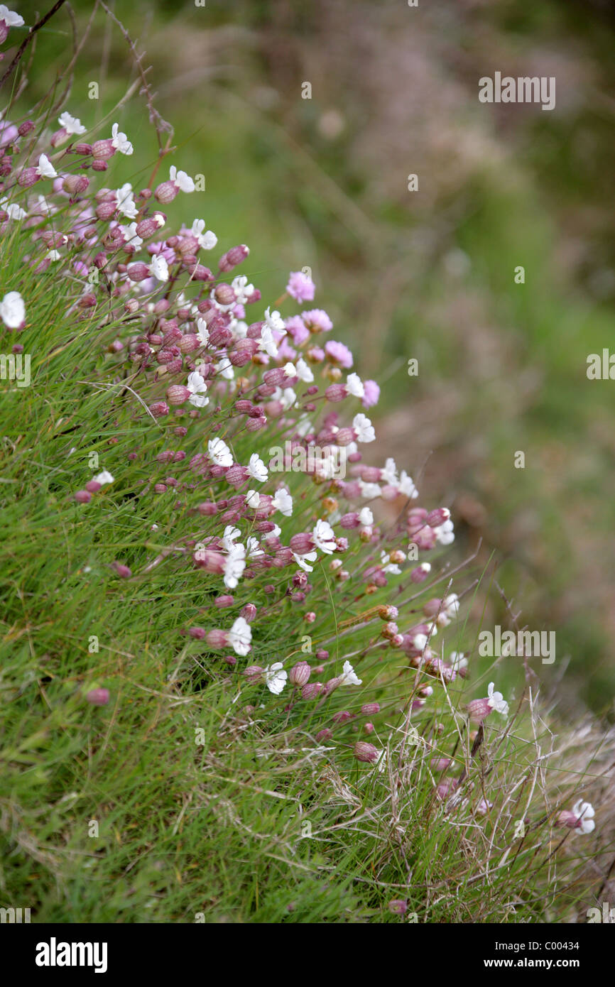 Sea Campion, Silene maritima, Caryophyllaceae. British Wild Flower, Cornwall, Britain, UK. Stock Photo