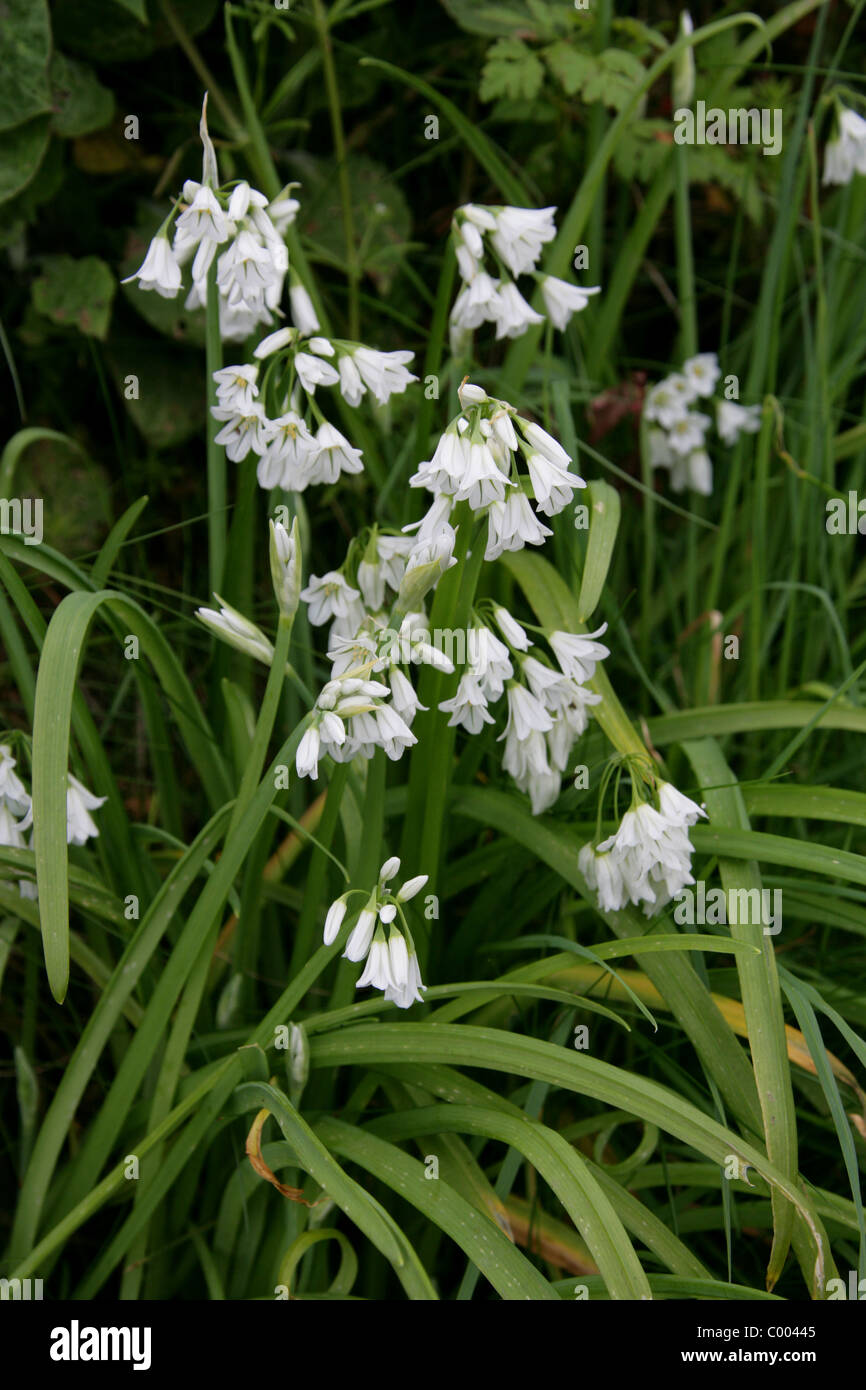 Three-cornered Leek, Angled Onion, Onion Weed or Three-cornered Garlic, Allium triquetrum, Alliaceae. Cornwall, Britain, UK. Stock Photo